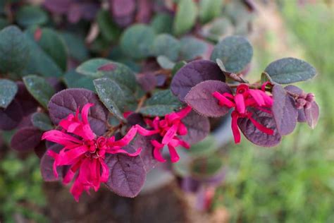 Why Is My Loropetalum Dying? [And How To Save It]