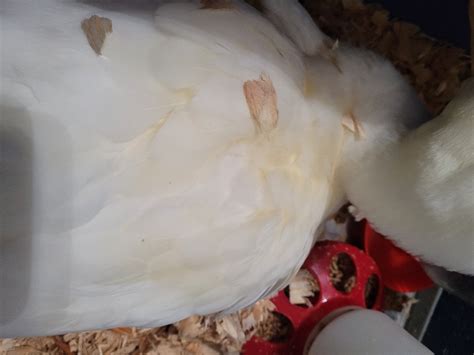 Why Is My Pekin Duck Turning Yellow? - Sweetish Hill