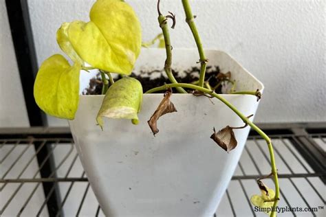 Why Is My Pothos So Leggy? (Causes+What To Do) - Simplify Plants