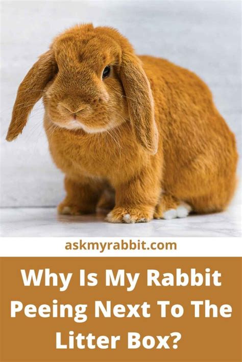 Why Is My Rabbit Peeing Outside The Litter Box?