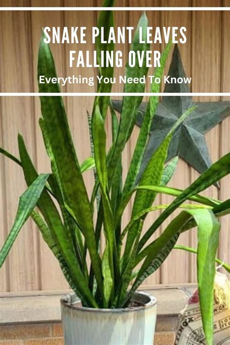 Why Is My Snake Plant Drooping? (Causes and Solutions)