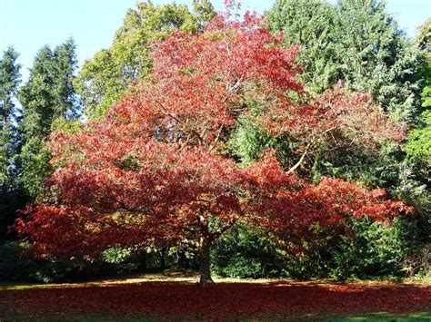 Why Is New Jersey’s State Tree The Red Oak Mast Producing Trees