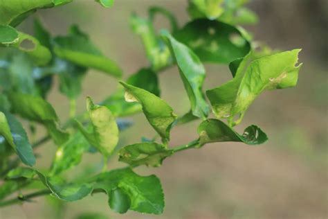 Why Lime Tree Leaves Curl and How to Fix It: A Guide