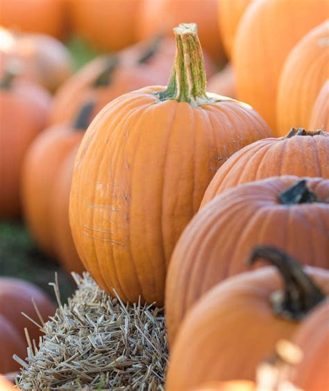 Why Pumpkin Is a Fruit and Not a Vegetable - Yahoo