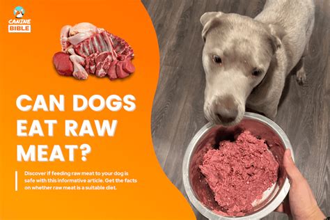 Why Raw Feeding is Good for Pet