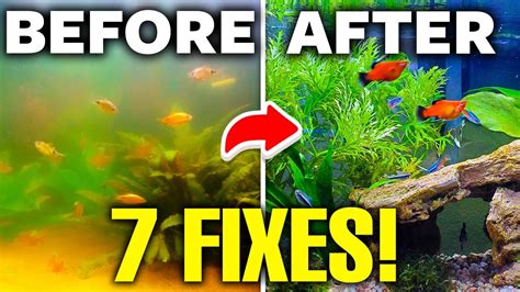 Why You Have A Cloudy Fish Tank (And How To Fix It)