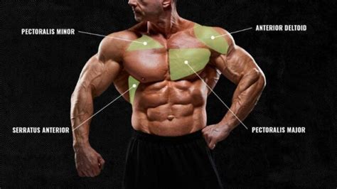 Why You Need to Work Your Chest Muscles