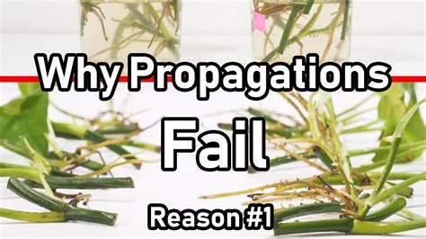 Why Your Propagation FAILS ( Reason #1 LIGHT ) - YouTube