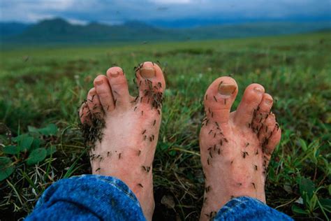 Why Zika-Spreading Mosquitoes Love Feet And Ankles