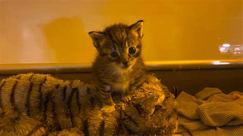 Why a kitten named ‘Oriole’ is alive because of pitcher Cole Irvin