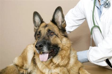 Why a spayed dog might appear to be in season - Pets4Homes