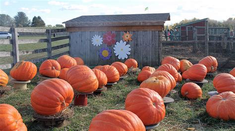 Why an October Birthday Is the Best Petal Talk - 1800Flowers …