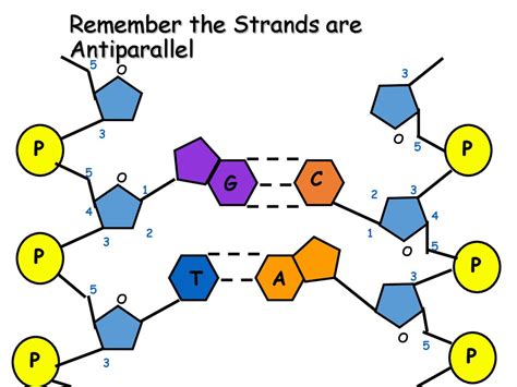 Why are 2 strands of DNA antiparallel? [FAQs!]