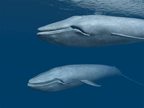 Why are blue whales endangered. Name: Blue whale Status: Endangered. Habitat: In all oceans of the world. They mate and calve in tropical-to-temperate waters during winter months, and feed in polar waters during summer months. Description: The blue whale is the largest animal ever to have existed on Earth, even bigger than the dinosaurs! It can grow … 