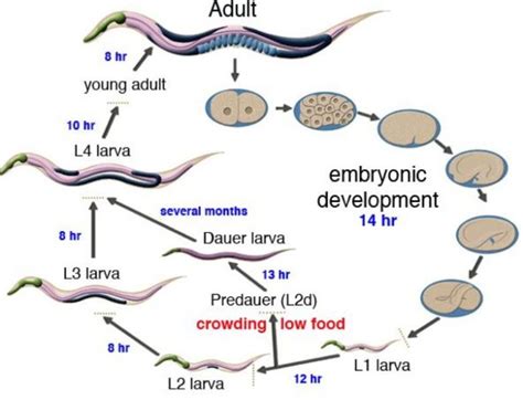 Half a century ago, Dr. Sydney Brenner proposed the use of the nematode C. elegans as a model organism to understand development and behavior because of its simple structure and short life cycle, compared with those of the various other experimental model organisms. Researchers working on C. elegans have been trying to elucidate its …. 