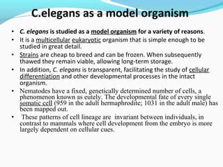 A good organism to use for genetic research, Sydney Brenner. Nobel Laureate Sydney Brenner talks about the reasons why C. elegans, a nematode worm, is a useful organism to study. 15628. Model organisms. Some of the plants, animals, and microorganisms used by researchers as "model" biological systems. 16784. . 