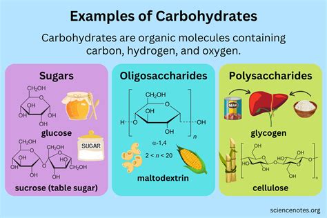 Why are carbohydrates called the "first energy source of …