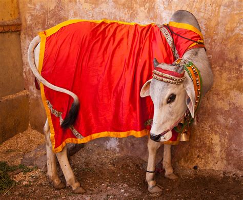 Why are cows sacred in india. That's why the cow is sacred. In their relationship with Krishna, incarnation of the god Vishnu, cows have a great prominence, that Krishna is a cowboy and always appears surrounded by these animals. In India, the cow is venerated as a symbol of life. In Hinduism, one of the oldest religions in the world, … 