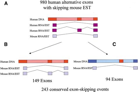 Why are flanking sequences important. The stability of transgenes in the genome of transformed plants depends strongly on their correct physical integration into the host genome as well as on flanking target DNA sequences. For long-lived species like trees, however, no information is available so far concerning inactivation or loss of transgenes due to gene silencing or somatic genome … 