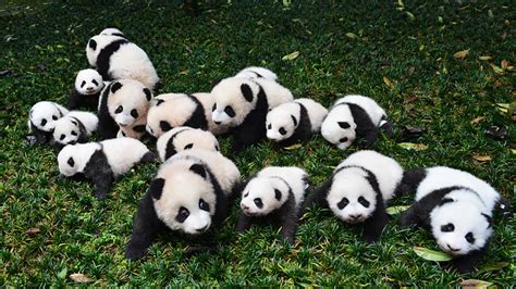 Why are giant pandas endangered. Giant pandas have a large black-and-white body with a white face and torso and black eye patches, ears, muzzle, legs and shoulders. Some scientists believe their coloration provide... 