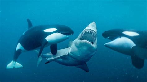 Why are killer whales called killer whales. Things To Know About Why are killer whales called killer whales. 