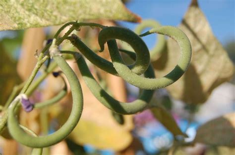 Why are my beans curling? - Houzz