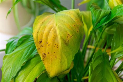 Why are my plants turning yellow. The #1 main reason for an indoor plant's leaves turning yellow all stem from the same issue: a lack of nutrients. Yep, that's THE answer. But let's find out what the … 