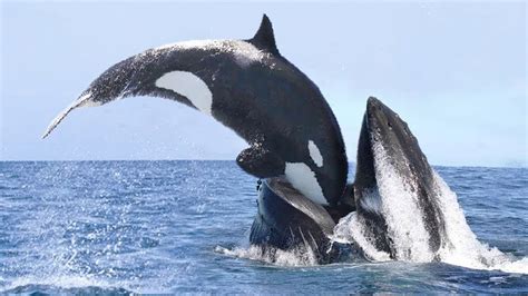 Why are orcas called killer whales. Things To Know About Why are orcas called killer whales. 