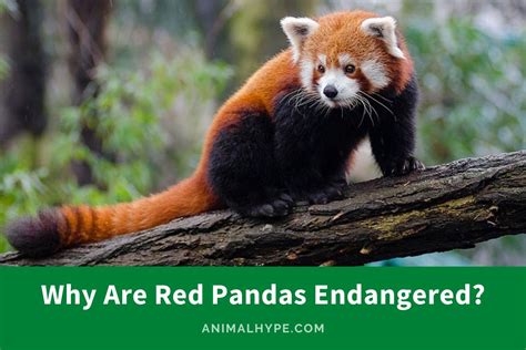 Why are pandas threatened. Mar 22, 2022 · Main threats of the red panda. The red panda is native to Asia and had a range in Bhutan, China, India, Myanmar and Nepal. However, since 2015, the International Union for Conservation of Nature (IUCN) has classified it as “endangered” because its population is declining. Among the reasons for the inclusion of the red panda in this status ... 