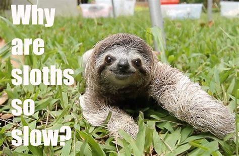 Why are sloths slow. Sloths are slow because of their low muscle mass, slow metabolism, and poor diet. They can only move about 0.15 miles per hour, and their main defense is to sit … 