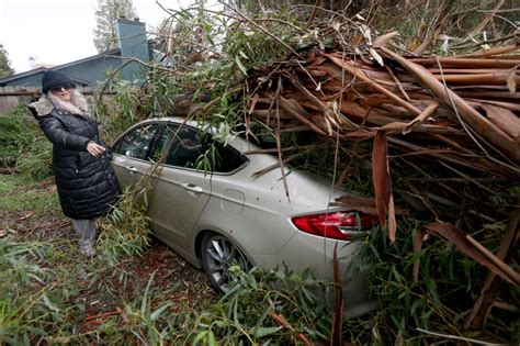 Why are so many Bay Area trees turning destructive and deadly in recent storms? The answer is years in the making