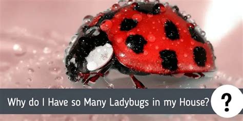 Why are so many ladybugs trying to get into your home right now?