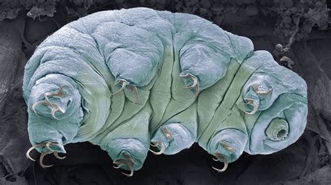 Why are tardigrades nearly indestructible? Live Science