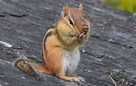 Why are the chipmunks chattering nonstop these days?