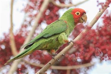 Why are there so many parrots in Los Angeles?