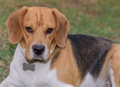 Why beagles are the worst dogs. Beagle diets are dictated by their age. Under six months, puppies need three small meals per day, while puppies from six to 12 months should eat twice a day. From age one to two th... 