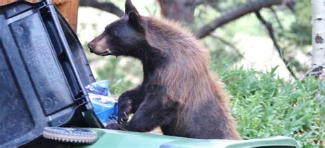 Why bears in Colorado like trash