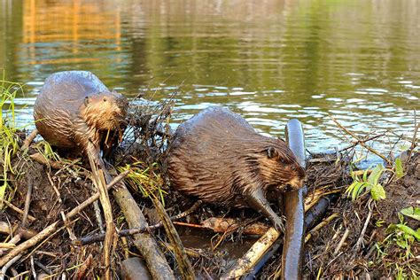 Why beavers build dams. Beavers build dams with logs, sticks, stones and mud to create deeper water, which helps them dodge predators like bears. Their lodges have underwater entrances, and they stockpile food below the ... 