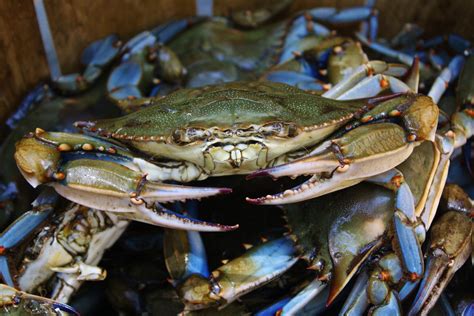 Why boost in Chesapeake Bay grasses is good news for crab lovers