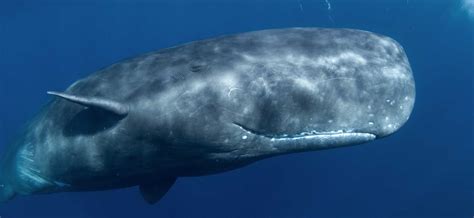 Why called sperm whale. Sperm whales (Physeter macrocephalus) are easily recognizable, as they have a big head which covers about 1/3 of their bodies.You may be left wondering, why are they called sperm whales instead of big head whales?This is because inside this massive head, there is … 