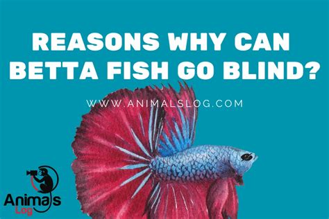 Why did my Betta Fish go Blind? - Feekify