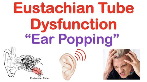 Another name for the eustachian tube is the auditory tube. It runs from the eardrum to the back of the nose and upper throat, helping a person hear and controlling the pressure in the eardrum.
