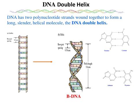 Why dna has double helix structure.  2.  Worksheets focused on DNA structur...