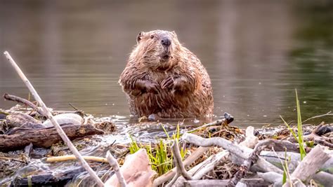 Why do beavers build dams. Beavers construct dams across streams to create a pond where they can live in a “beavers lodge.”. Dams are built to produce deep water that protects them from predators. Predators such as wolves, coyotes, and mountain lions are kept at bay by these ponds. A dam is a structure that restricts or slows the flow of water in a river or stream. 