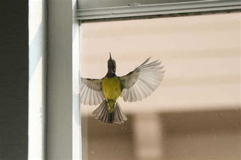 Why do birds fly into windows. Birds do not see glass as a barrier to avoid. When they are attracted to landscaping or interior lights and see natural reflections (like clouds and trees) in the glass or plants through windows, they often fly into the glass without realizing it is there. Sadly, many birds that seem fine following such collisions later die from injuries. 