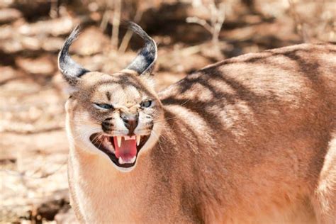 Fun Facts for Kids. “Caracal” comes from the Tu