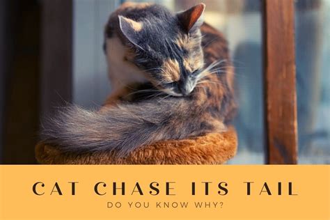 Why do cats chase their tails. Medical Concern. Occasionally, tail-chasing behavior is caused by a medical problem. Discomfort in the tail, lower back, legs, genitals or anus can cause enough irritation to make a dog spin around to try and chew or lick whatever hurts. In exceptionally rare cases, neurological diseases — such as epilepsy — can cause tail-chasing behavior. 