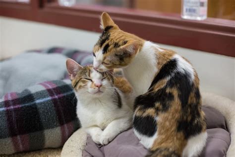 Why do cats groom each other. Cats also groom each other as a way of bonding and showing affection. This can include pawing at each other gently while grooming. It’s a way for cats to reinforce social bonds and show that they trust and care for each other. In addition to grooming each other, cats also engage in a behavior called allogrooming. 