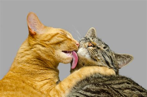 Why do cats lick each other. Here’s why. Butt sniffing is a very natural, instinctual, and basic form of cat-to-cat communication. Strangely enough, it is how cats greet and get to know each other, along with sniffing of the chest and neck. Even cats that know each other well will sniff butts to “see what’s new” and reinforce their bond and communication. 