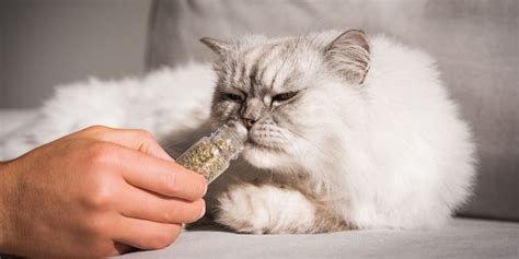Why do cats roll in catnip. May 18, 2021 · Mosquitoes, flies and cockroaches find its smell aversive, so people have used catnip as an insect repellent. It may be that this is why cats have evolved the urge to rub themselves on the plant ... 